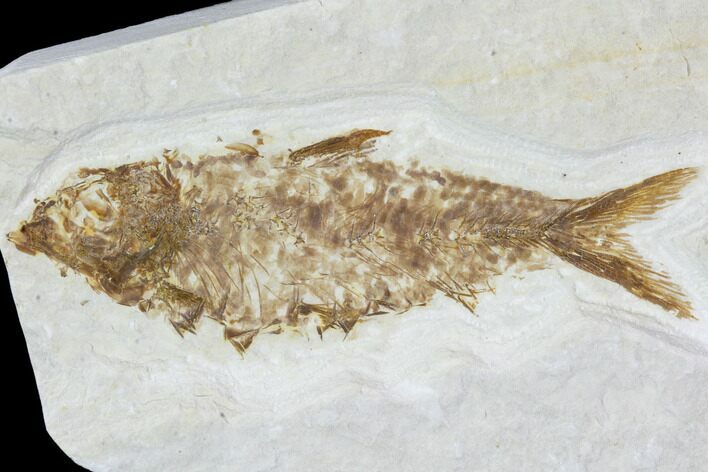 Bargain, Fossil Fish (Knightia) - Wyoming #104610
